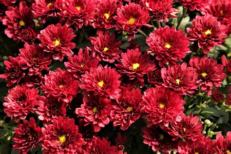 Red Chrysanthemum Flowers Free Stock Photo Public Domain Pictures