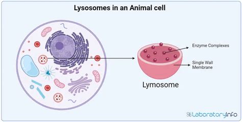 Animal Cell Lysosome