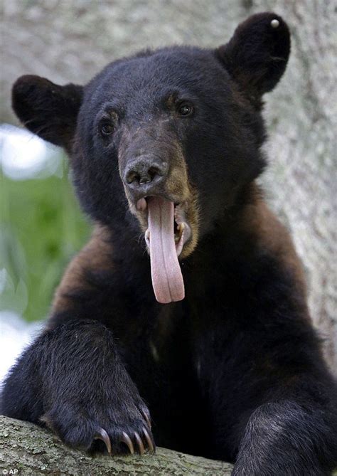 Image Result For Louisiana State Animals Black Bear Bear Animals