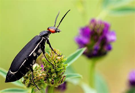 What Puts The Blister Into Blister Beetles