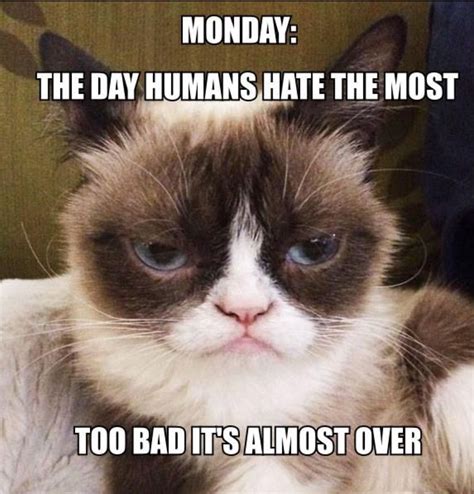 Hate It More Than I Hate Humans Grumpy Cat Mean Me Memes