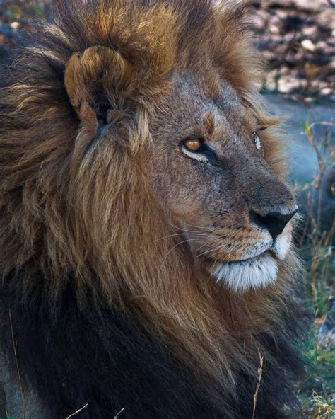 Lions Nature Photography African Lion Male Lion Wildlife