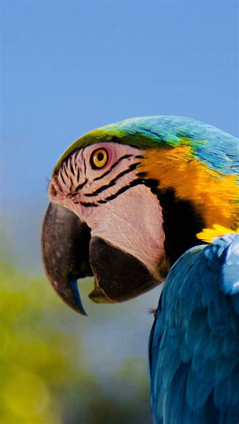Download Wallpaper 1080x1920 Parrot Macaw Muzzle 1080p Wallpaper