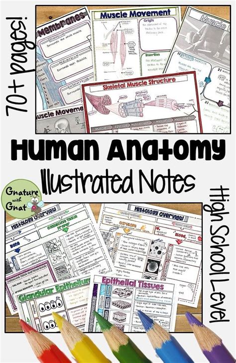 Anatomy And Physiology Doodle Notes Bundle Handwritten Notes For