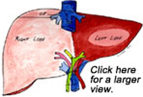 Thank you for visiting liver transplant guide pictures. 301 Moved Permanently