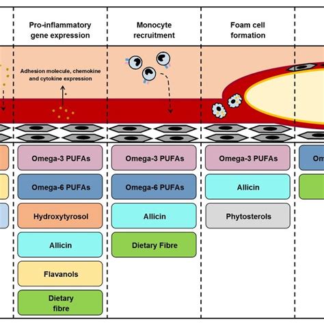 The Stages Of Atherosclerosis Development At Which Different