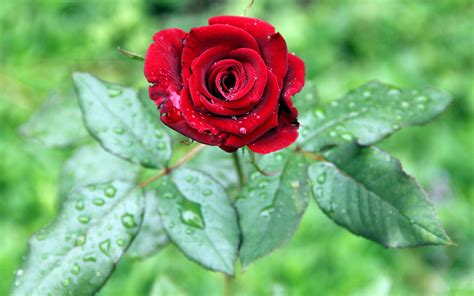 Fonds Décran Une Rose Rouge Fleur Les Feuilles Vertes Des Gouttes D