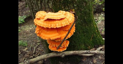Common Mushrooms In Minnesota All Mushroom Info