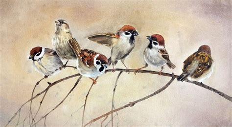 Battle The Sparrows Sparrow Bird Watercolor Artfinder