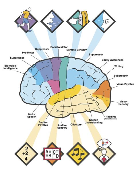 Brain Parts Diagram Clipart Best