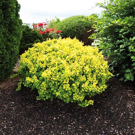 Buy Berberis Thunbergii ‘tiny Gold Dwarf Japanese Barberry Mr Maple