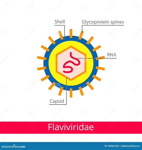 Flaviviridae Clasificación De Virus Ilustración Del Vector