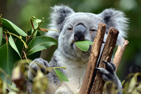 Koalas Eating Eucalyptus Leaves