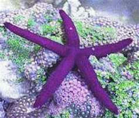 Purple Linkia Saltwater Starfish Starfish Hard Coral Corals For Sale