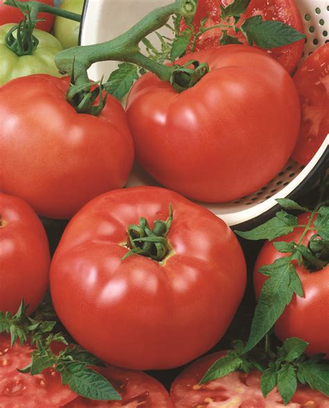 Red Brandymaster F1 Hybrid Tomato A Comprehensive Guide World