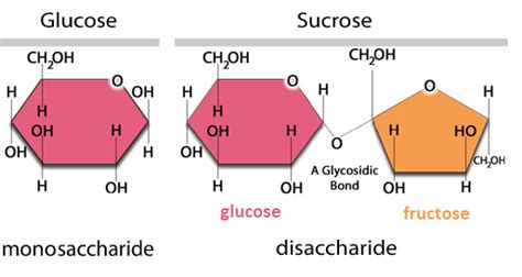 How Is Sucrose Formed From Monosaccharides