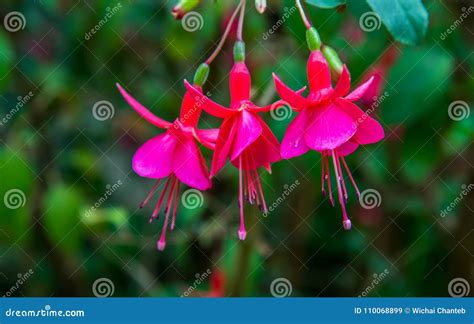 Image Of A Beautiful Pink Fuchsia Magellanica Flowers On Green Stock