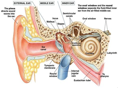 In vertebrates, the inner ear is mainly responsible for sound detection and balance.1 in mammals, it consists of the bony labyrinth, a hollow cavity in the temporal bone of the skull with a system of passages comprising. Associate Degree Nursing Physiology Review | Ear anatomy ...