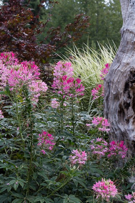 Best Drought Tolerant Perennials And Annuals That Are Deer