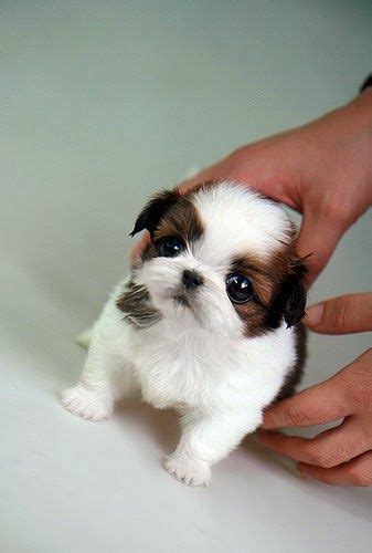 Top 10 Smallest Dog Breeds Shih Tzu Teacup Puppies