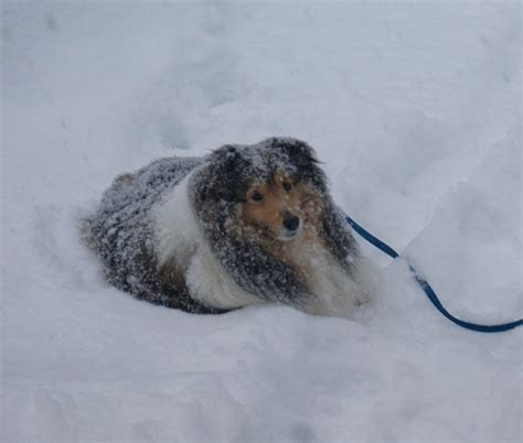 Snow Shelties Sheltie Nation Sheltie Sheltie Dogs Shetland Sheepdog