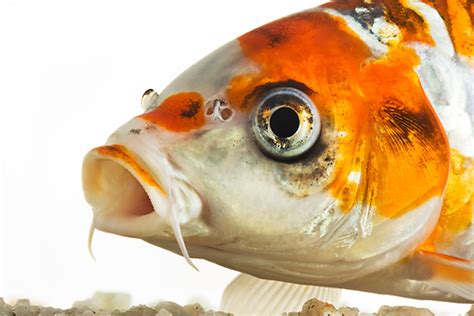Close Up Of Koi Fish In Studio Kimballstock