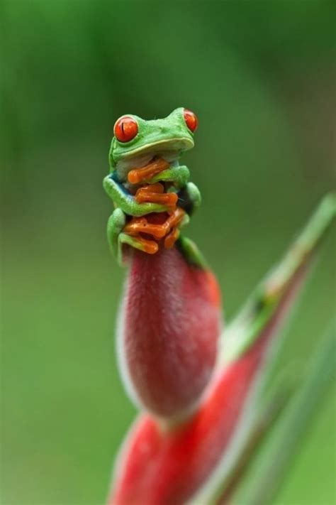 Tiny Frog Cutest Paw Red Eyed Tree Frog Animal Photography Cute