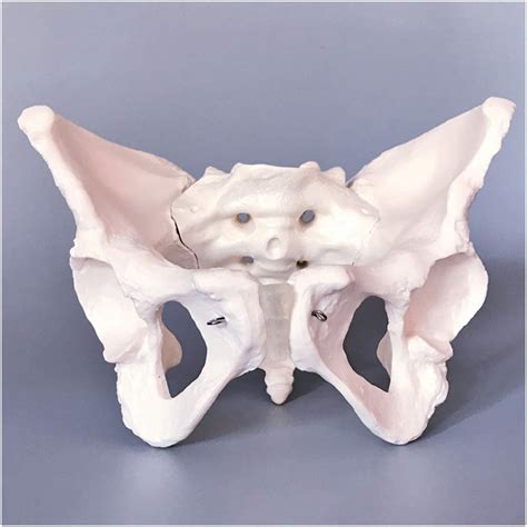 Buy Female Pelvis Model Pelvis Skeleton Model Life Size Human