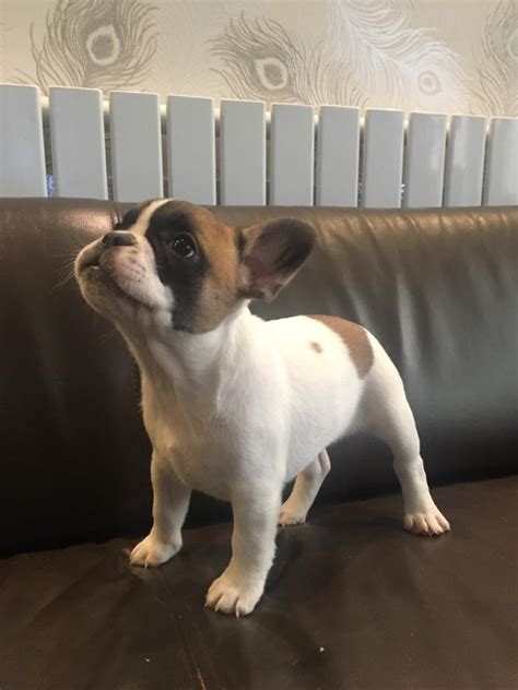 French Bulldog Puppys 9 Weeks Old Available Now In Barking London