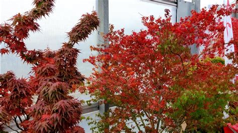 Japanese Maples Fall Color Festival 2021 Part 1 At Baumschule