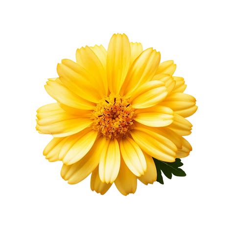 Yellow Flower Yellow Flower Png Yellow Flower With Transparent