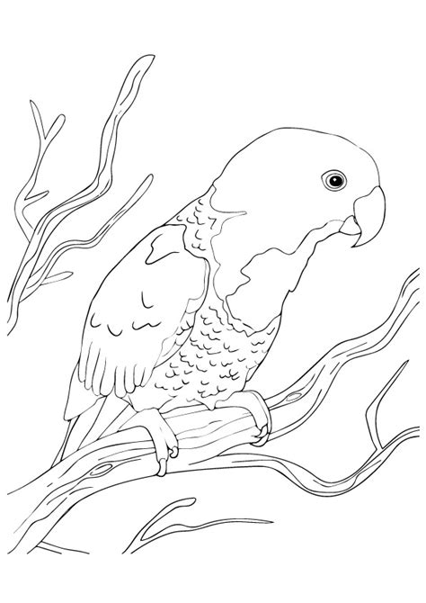 Pretty Parrot Coloring Page Free Printable Coloring Pages For Kids
