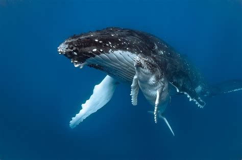 Are Whales Mammals Worldatlas