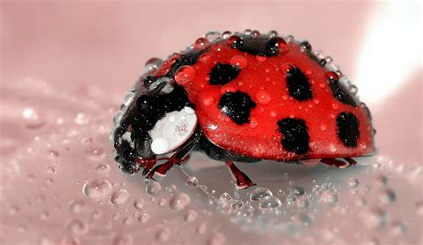 Ladybug Science Life Cycle And Science Project Activities