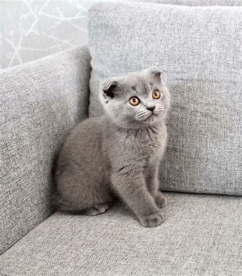 😻 Stunning Kittens Manchester British Shorthair Pedigree Bsh Kittens