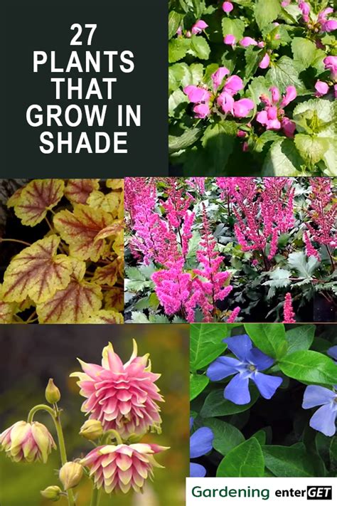 27 Plants That Grow In Shady Areas Plants Shade Loving Perennials
