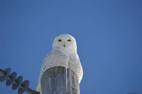 Snowy Owl Taken 2 6 2014 In Philadelphia Upstate New York Snowy Owl