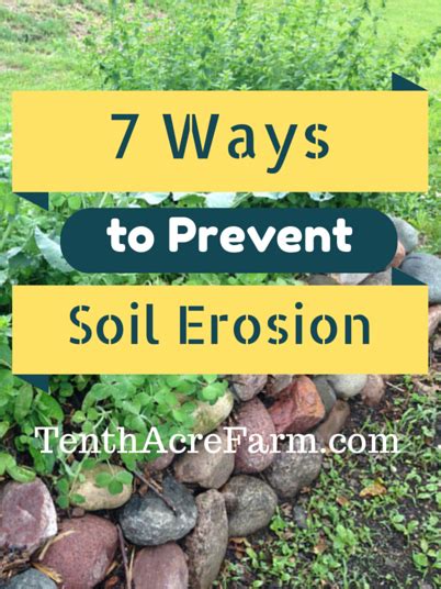 Best Ground Cover To Prevent Soil Erosion Ground Cover Crossword