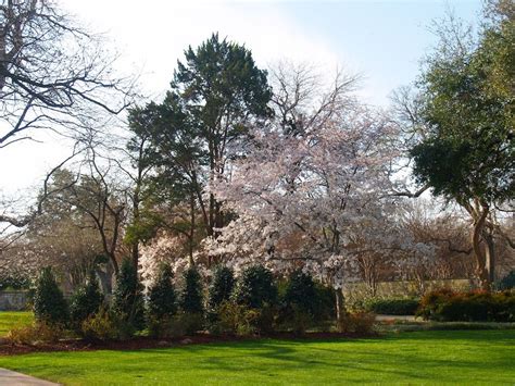 Cherry Blossom Trees Dallas Arboretum Dallas Blooms 2014 Cherry