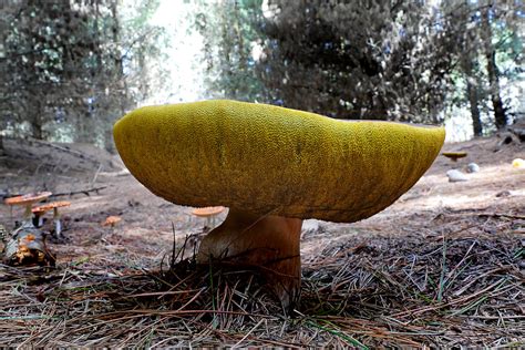 Bolete Fungi Mushroom Like Fruiting Body Fleshy But Wit Flickr