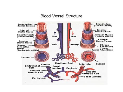 Blood Vessel Diagram Label