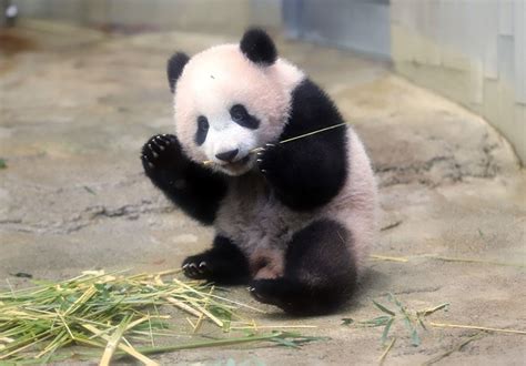 Baby Panda Draws Crowds At Tokyo Zoo On First Viewing Day Daily Sabah