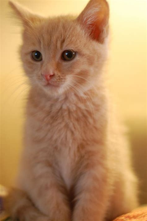 Kittens Cutest Cats And Kittens Cute Cats Funny Cats Orange Tabby