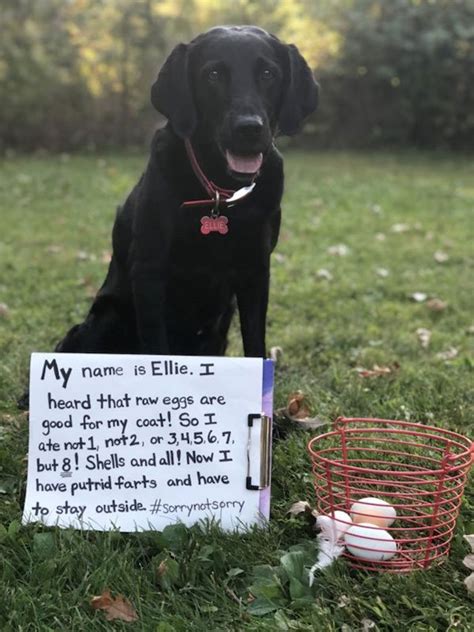 pretty  pet shaming doesnt work   dont stop  pics