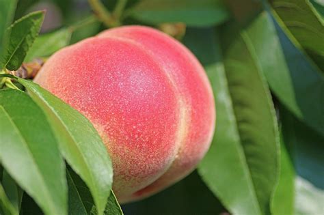 Pf 24c Cold Hardy Peach — Montana Fruit Tree Company