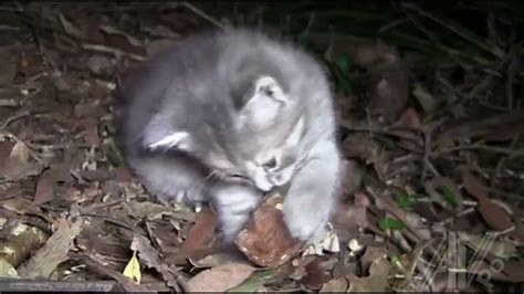 Cute Feral Kittens Kitten Eaten By Predator 3 Left Now Youtube