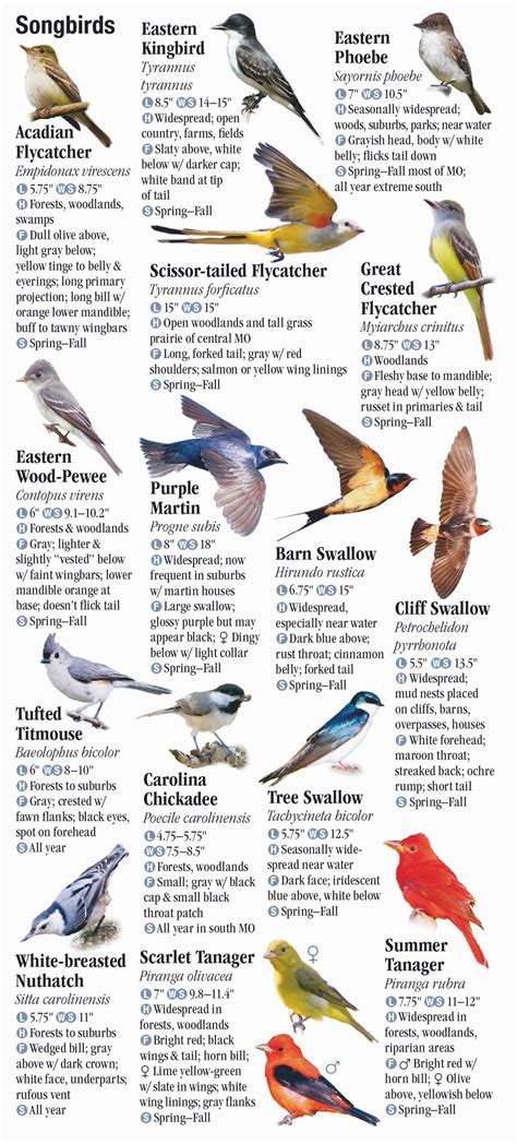 Birds Of Missouri Quick Reference Publishing