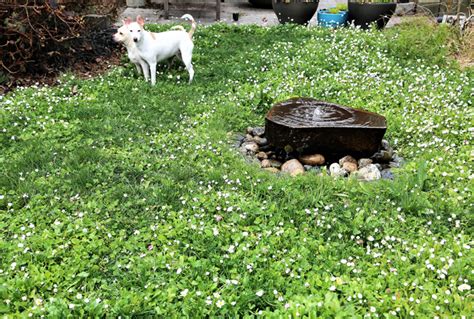 Lawn aeration is an essential step in keeping your lawn healthy and thriving. April Garden To-Do List for the Northwest - FineGardening