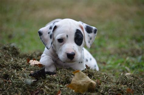 Dalmatian Puppy Dalmatian Puppy Pets Animals