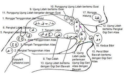 Gambar animasi belajar hd free download now gambar kartun orang bela. RUMAH TAHVIDZ QUR'AN CINTA RASUL: MAKHROJ HURUF ARAB/TAJWID